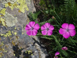 Les fleurs du Queyras