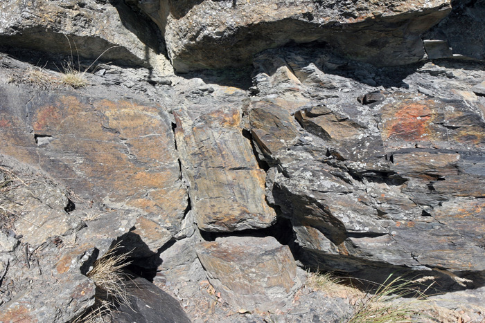 Fossile d'un tronc de fougère aborescente